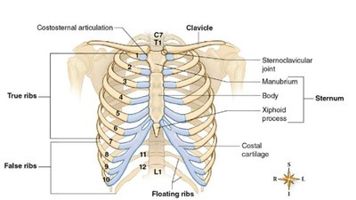 Thoracic cage and rib structure