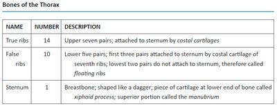 Table of thoracic bones