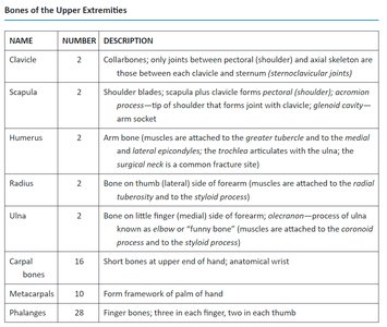 Bones of the upper extremity