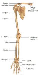 Table of upper extremity bones