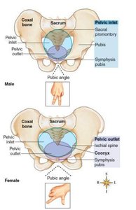 Male vs. female pelvis