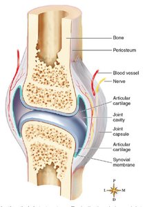 Structure of a synovial joint