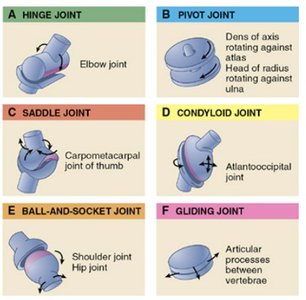 Types of synovial joints