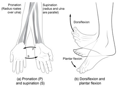Pronation, supination, dorsiflexion, plantar flexion