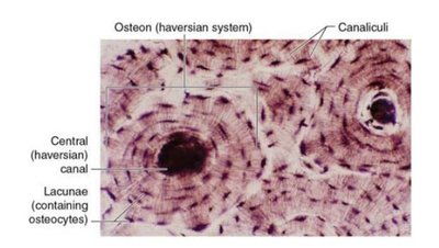 Histological section of compact bone showing osteons