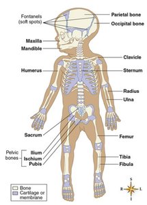 Skeletal development in a child showing bone and cartilage