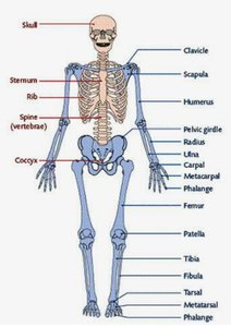 Labeled human skeleton