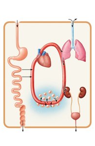 Diagram showing interrelationships between organ systems