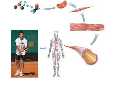Diagram showing the integration of organ systems in the human body