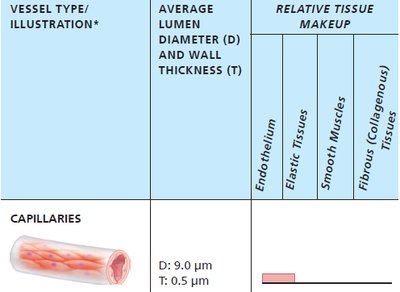 Anatomy & Physiology Blood Vessels Study Guide | Notes