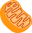 Mitochondria illustration