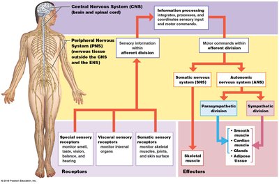 Diagram of the organization of the nervous system, showing CNS, PNS, sensory and motor divisions, and effectors