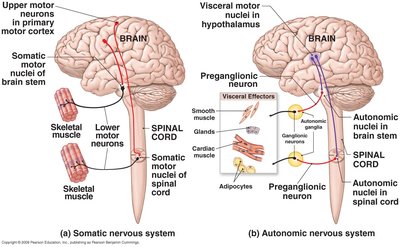 Comparison of somatic and autonomic nervous system pathways, showing upper and lower motor neurons for somatic, and preganglionic and postganglionic neurons for autonomic