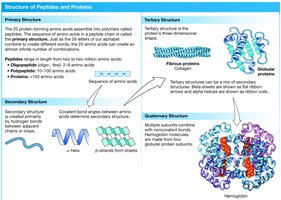 Structure of Peptides and Proteins