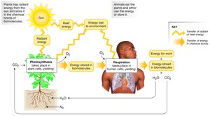 Energy storage in animals