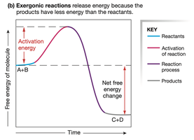 Exergonic reaction graph