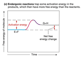 Endergonic reaction graph