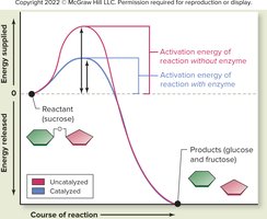 Enzyme lowers activation energy
