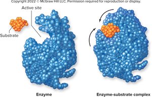 Enzyme-substrate complex