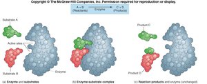 Mechanism of enzyme action