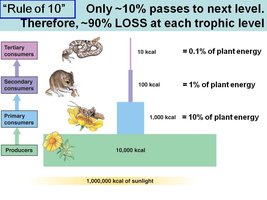 Trophic level energy transfer