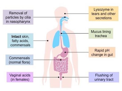 Diagram of physical and chemical barriers in the human body
