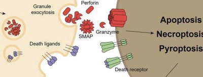 NK cell cytotoxic mechanisms