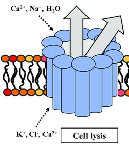 Membrane attack complex causing cell lysis