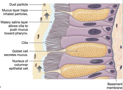Cross-section of respiratory epithelium showing cilia and mucus