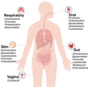 Distribution of microbiota in different body regions