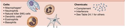 Innate immune cells and chemicals