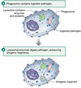 Phagosome-lysosome fusion and digestion of pathogen