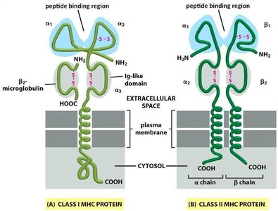 Structure of MHC class I and II proteins