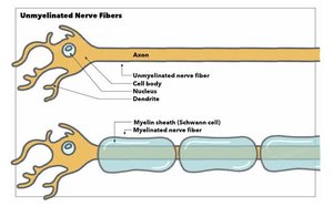 Myelinated and unmyelinated nerve fibers