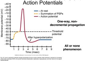 Action potential graph