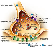 Synaptic transmission at a chemical synapse