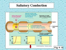 Saltatory conduction in myelinated axons