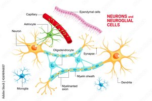 Neurons and neuroglial cells diagram