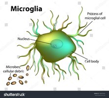 Microglia cell structure