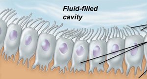 Ependymal cells lining a fluid-filled cavity
