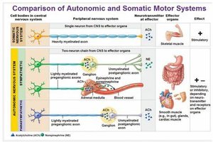 Comparison of autonomic and somatic motor systems