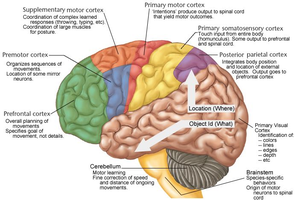 Functional areas of the brain