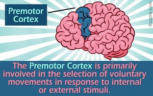 Premotor cortex function