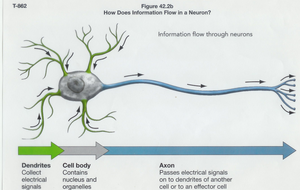 Information flow through a neuron