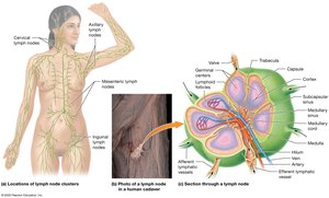 Location, structure, and function of lymph nodes
