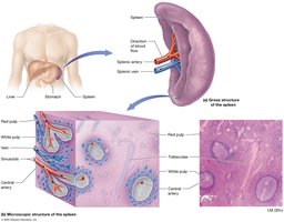 Structure of the spleen