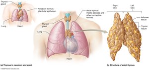 Comparison of the thymus in a newborn and an adult