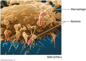Macrophage engulfing bacteria