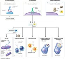 Pathways for activation of the complement system