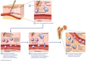 Phagocyte response in inflammation